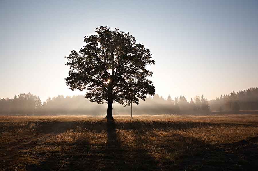Tener un hijo, plantar un árbol y escribir un libro es fácil