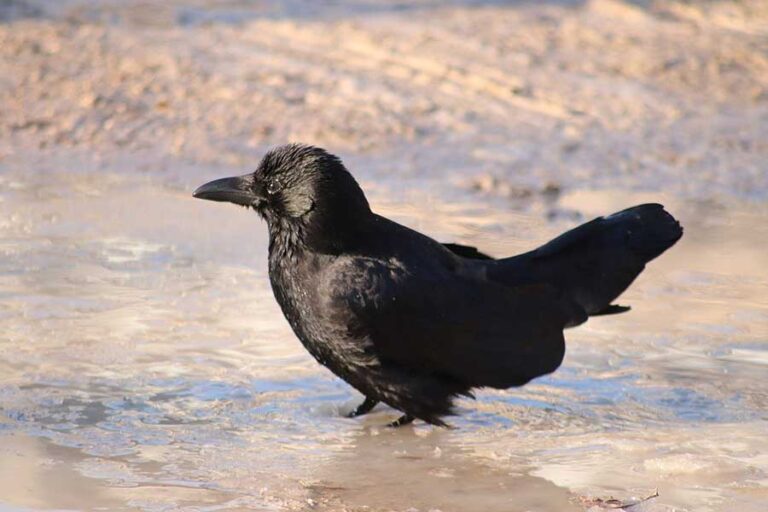 El pájaro y el pantano