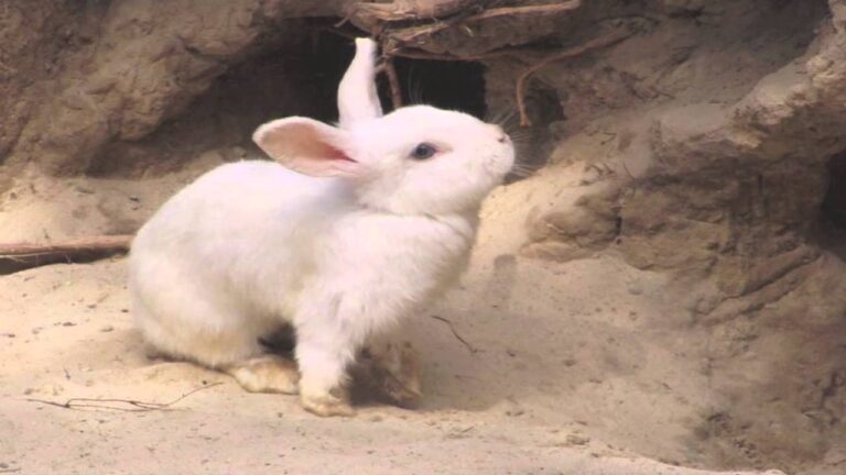 CUENTO El conejo y la PASCUA