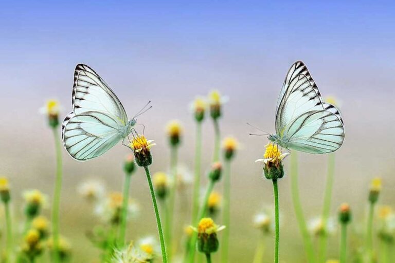 Primavera