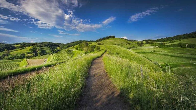Camino